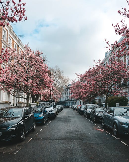 A scenic street lined with blooming pink cherry blossom trees on both sides, their branches heavy with vibrant flowers. The trees create a canopy over parked cars along the curb, with some fallen peta