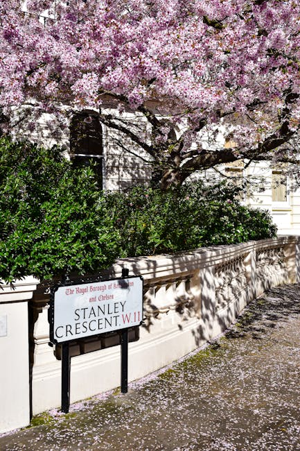 A street scene featuring a large, blooming cherry blossom tree with clusters of pale pink flowers cascading over a white stone wall. Beneath the tree, lush green bushes line the wall, casting dappled